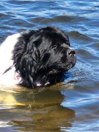 Warum diese Rasse?-Beitrag-Bild