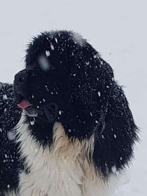 Ab und zu Futterverweigerung BARFEN-Beitrag-Bild
