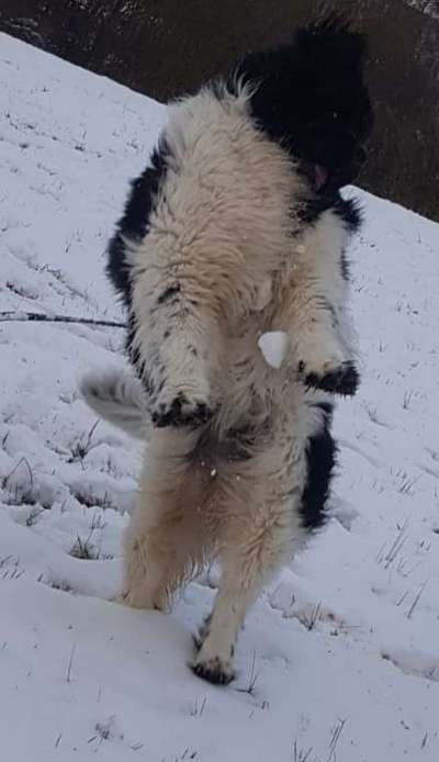 Challenge Nr. 16         Dynamik - Dein Hund in Bewegung-Beitrag-Bild