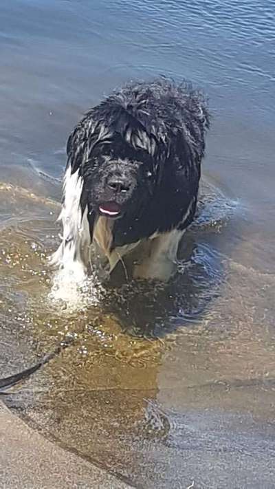 Neufundländer Freunde!-Beitrag-Bild