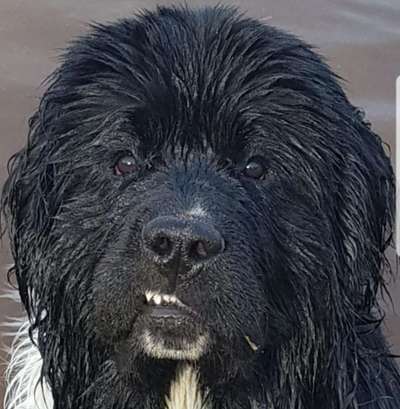 Zeige das lustigste Bild eures Hundis-Beitrag-Bild