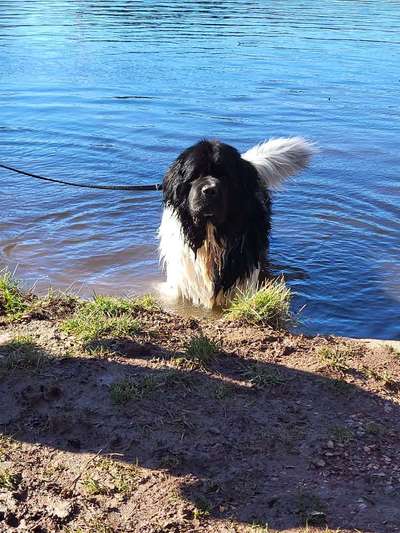 Seltene Rassen!-Beitrag-Bild