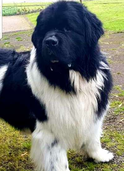 Neufundländer Freunde!-Beitrag-Bild