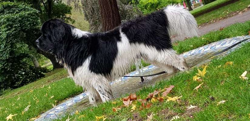 Wie kamt ihr auf die Rasse eures Hundes?-Beitrag-Bild