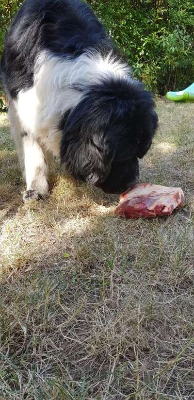 Fotochallenge Guten Appetit! Dein Hund beim futtern-Beitrag-Bild