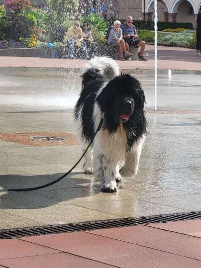 Seltene Rassen!-Beitrag-Bild