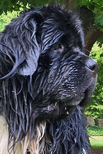 Wie kamt ihr auf die Rasse eures Hundes?-Beitrag-Bild