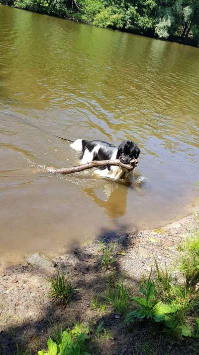 Hundeauslaufgebiet-Burbacher Waldweiher-Bild