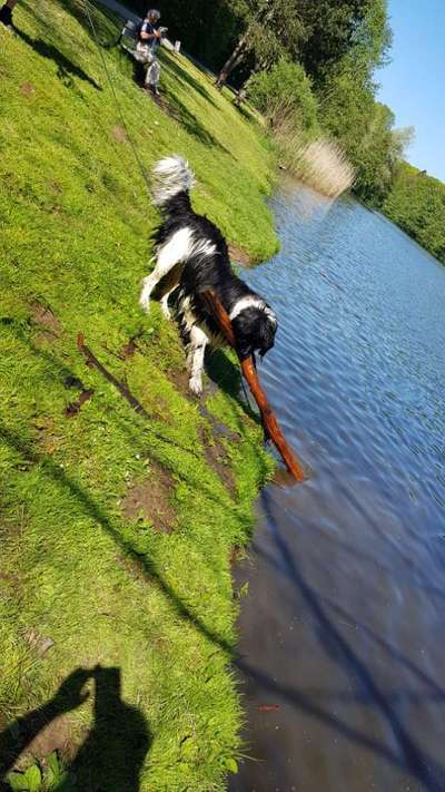 Neufundländer Freunde!-Beitrag-Bild