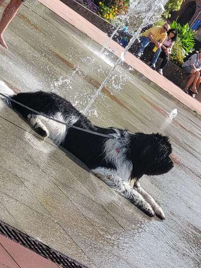 Dogorama Photo Challenge - Gassipause-Beitrag-Bild