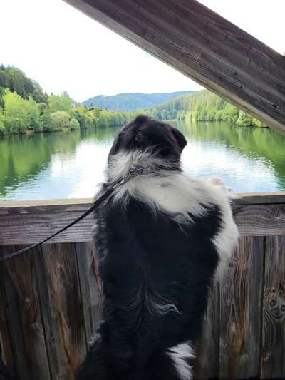 Neufundländer Freunde!-Beitrag-Bild