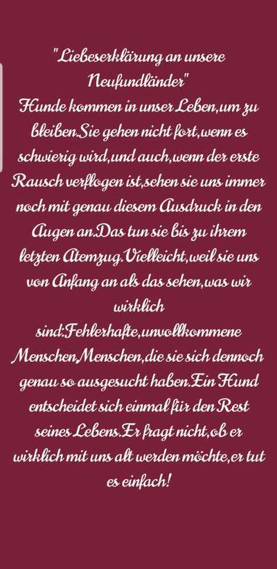 Neufundländer Freunde!-Beitrag-Bild