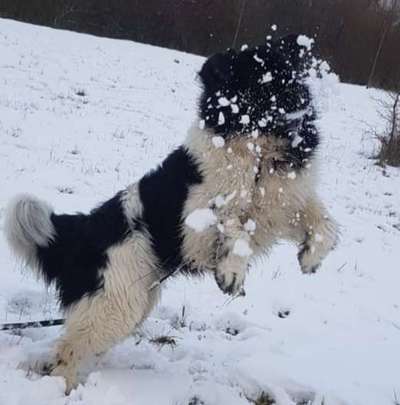 Challenge Nr. 16         Dynamik - Dein Hund in Bewegung-Beitrag-Bild