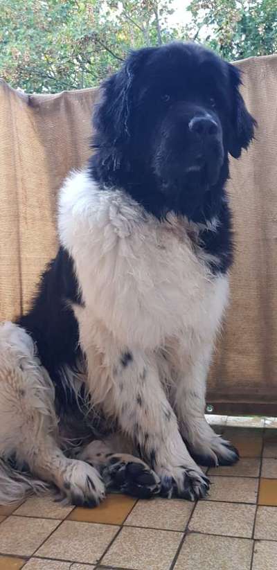 Hundebilder-Beitrag-Bild