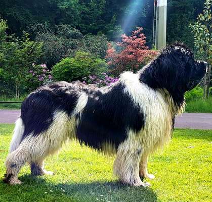 Kudde von Sabro - beliebtes Hundebett - Hälso100Plus
VB 170 CHF-Beitrag-Bild