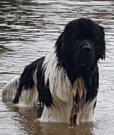 Wuschelhunde-Beitrag-Bild