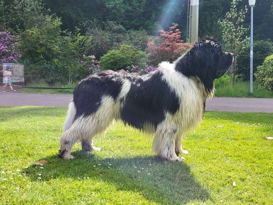 Großer oder kleiner Hund ?-Beitrag-Bild