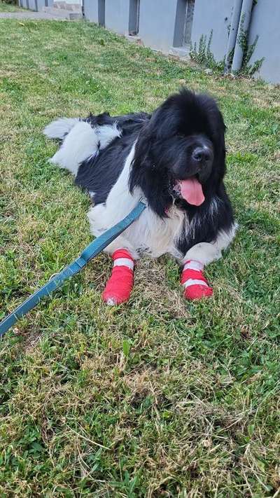 Neufundländer Freunde!-Beitrag-Bild