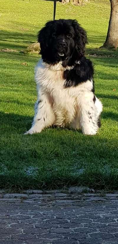 Reinrassige Hunde?-Beitrag-Bild