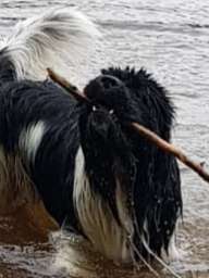 Challenge Nr. 16         Dynamik - Dein Hund in Bewegung-Beitrag-Bild