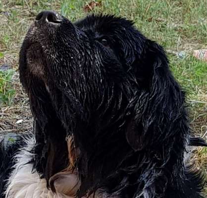 Neufundländer Freunde!-Beitrag-Bild