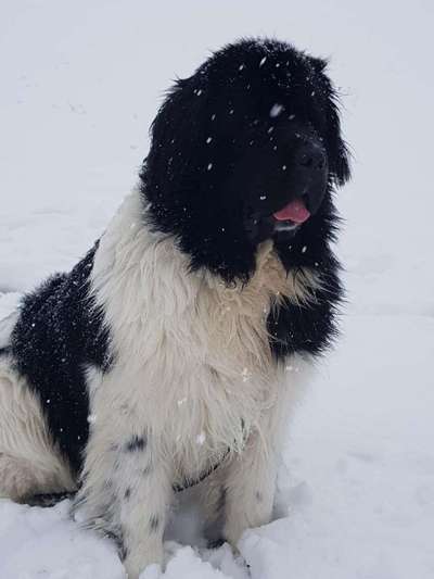 Weitere Große Schweizer Sennenhunde (oder andere große Rassen) hier?-Beitrag-Bild