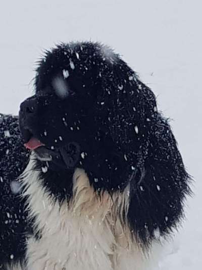 Wie kamt ihr auf die Rasse eures Hundes?-Beitrag-Bild