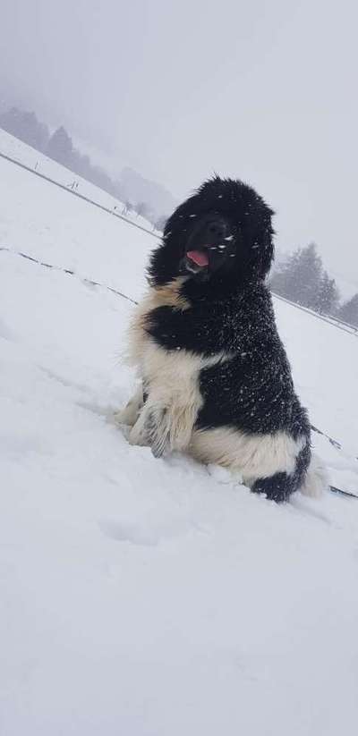 Weitere Große Schweizer Sennenhunde (oder andere große Rassen) hier?-Beitrag-Bild