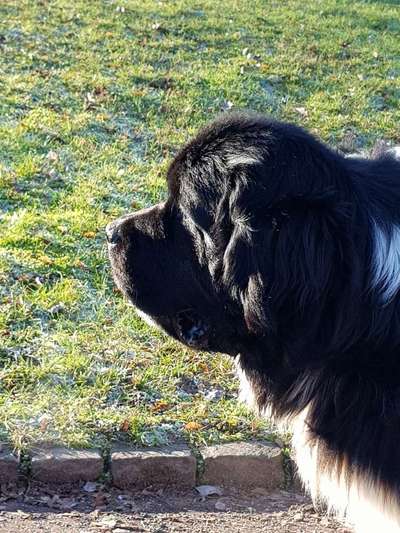 Wuschelhunde-Beitrag-Bild