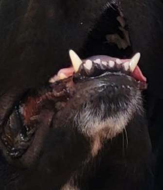 Seltene Rassen!-Beitrag-Bild