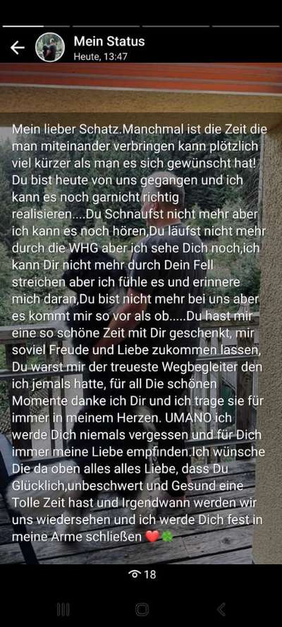 Neufundländer Freunde!-Beitrag-Bild