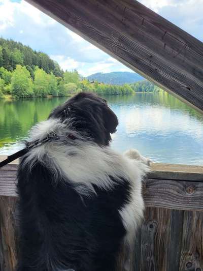 wachsame Hunderassen-Beitrag-Bild