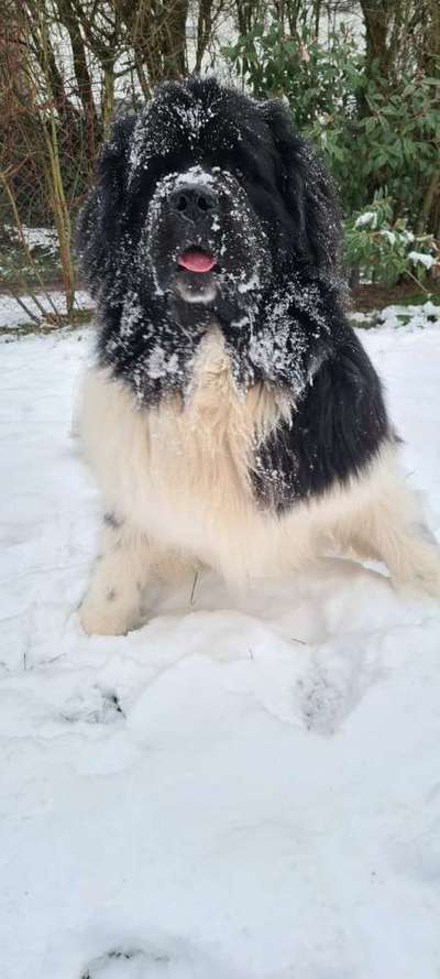 Warum diese Rasse?-Beitrag-Bild