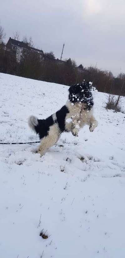 Nordische Hunde-Beitrag-Bild