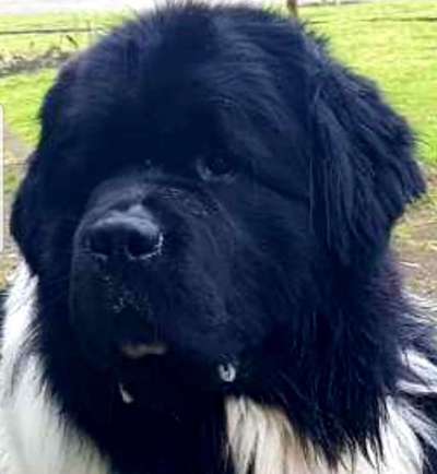 Hundebilder-Beitrag-Bild