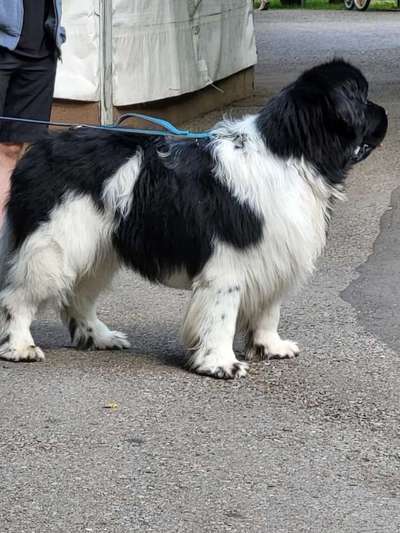 Neufundländer Freunde!-Beitrag-Bild