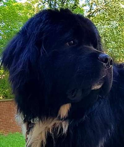 Hundebilder-Beitrag-Bild