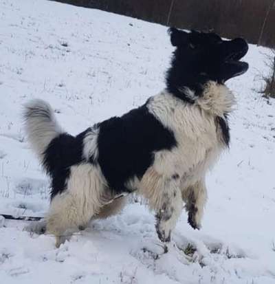 Hund frisst Stoff-Spielzeug-Beitrag-Bild