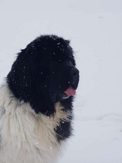 Nordische Hunde-Beitrag-Bild