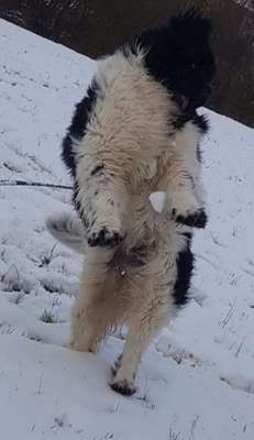 Ab und zu Futterverweigerung BARFEN-Beitrag-Bild