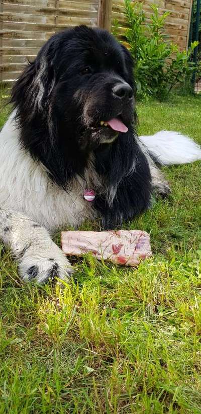 Lieblingshunderasse-Beitrag-Bild