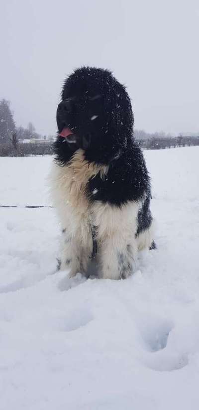 Welche Hunderasse-Beitrag-Bild