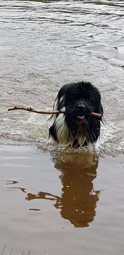 Neufundländer Freunde!-Beitrag-Bild