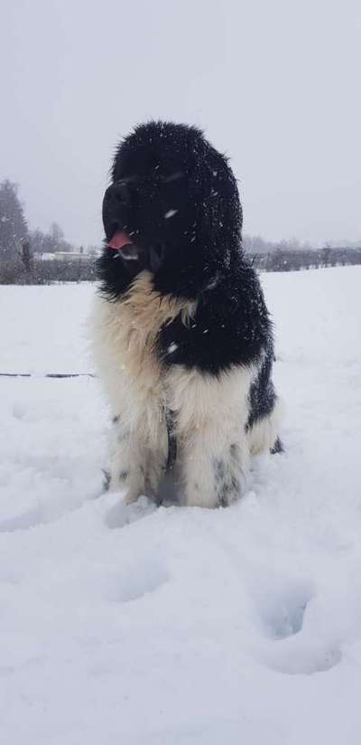 Hundekleidung - Top oder Flop-Beitrag-Bild