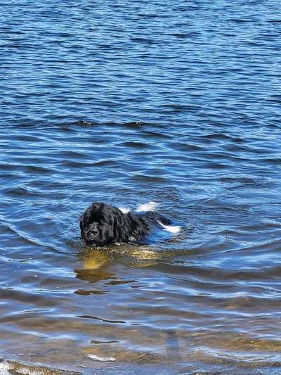 Seltene Rassen!-Beitrag-Bild