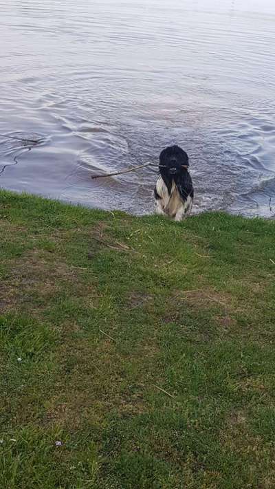 Neufundländer Freunde!-Beitrag-Bild