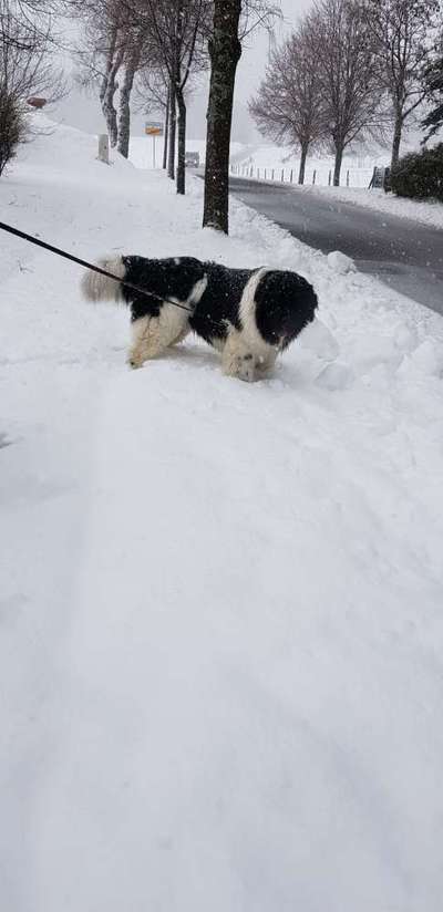 Nordische Hunde-Beitrag-Bild