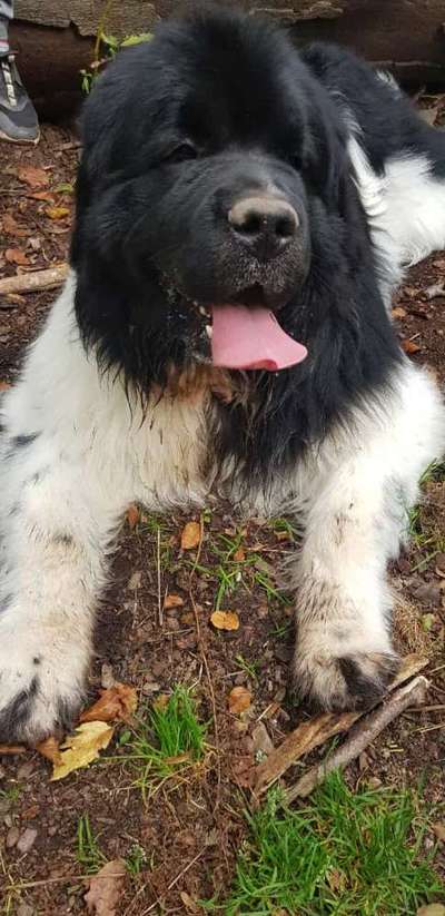 Wieviel Geschirre und Leinen habt Ihr?-Beitrag-Bild