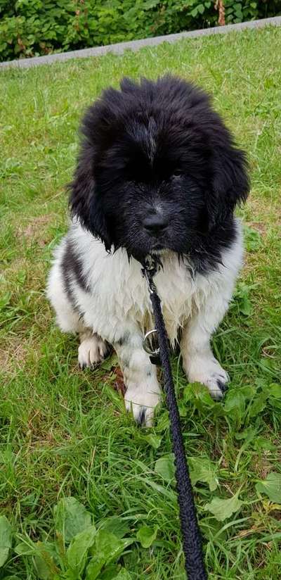 Rassen und ihre Eigenschaften-Beitrag-Bild