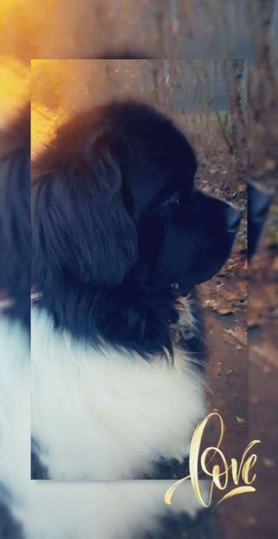 Reinrassige Hunde?-Beitrag-Bild